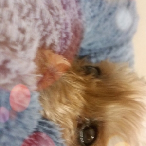 생이