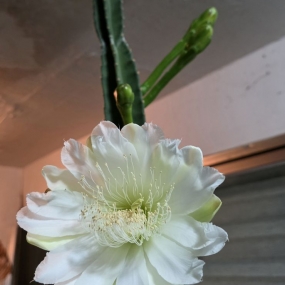 드디어 피었어요~