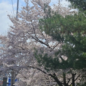 벚꽃길이예요