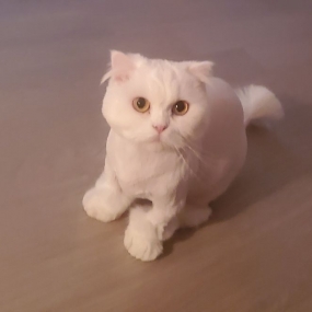 우리집 고양이들이예요 ㅎㅎ