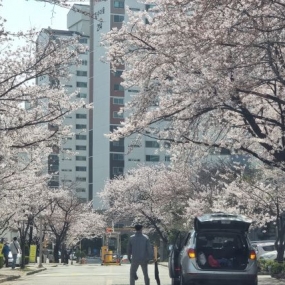 드디어 여기도 피었네요~