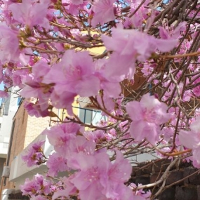 봄이 왔어요