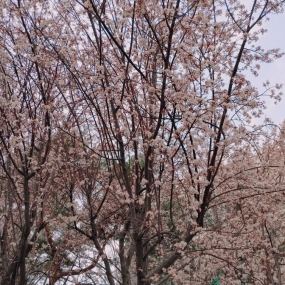 우리동네 벚꽃