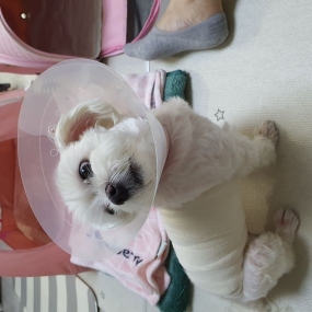 우리 초롱이 대수술 ㅠㅠ