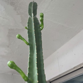 드디어 꽃을 보여주네요~