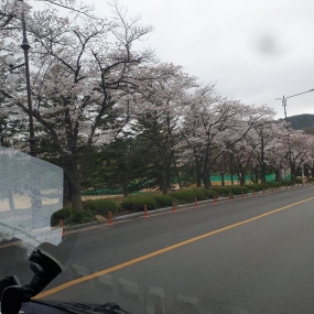 벚꽃 예뻐서