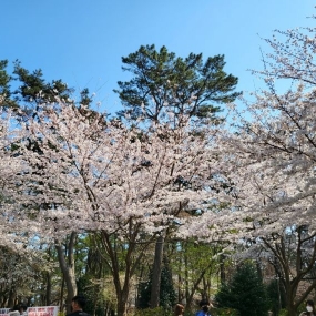 대왕암 등대 벚꽃과 이쁜냥이 구경하세요♡♡