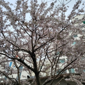 벚꽃과 동백꽃~^^