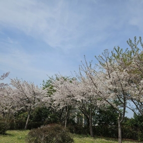 막바지 벚꽃 을 보고 왔어요~^^대왕암