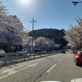 통영에도 벚꽃과 통영대교 바닷가 찍어올려봅니다