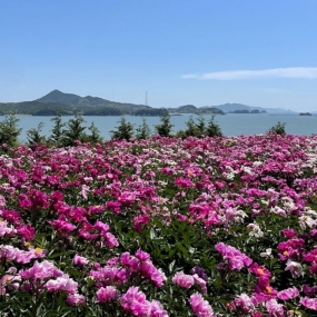 꽃구경 한번 하고 가시게요