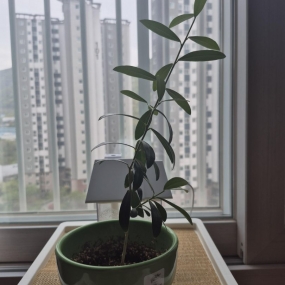 하까?마까? ㅎㅎ