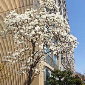 저희집 앞에 꽃이 예쁘게 피었네요^^