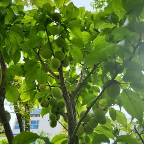매실이 벌써 이렇게 컸네요~~^^